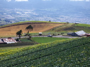 Commercial farm. Photo by Jose Conejo Saenz.