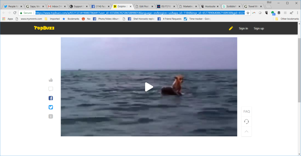 Screenshot from the video of a dolphin rescuing a dog.