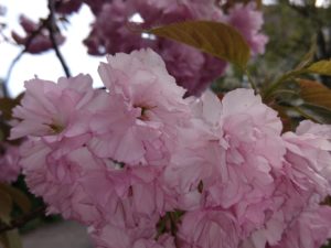 A Warfield Place cherry tree--close-up of flower, May 2, 2021. Photo by Shel Horowitz.